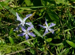 Vinca herbacea