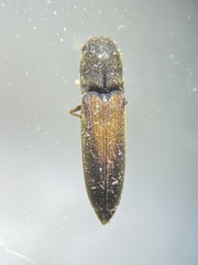 Isorhipis