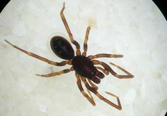 Oedignatha scrobiculata