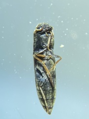 Isorhipis