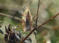 Acleris rhombana