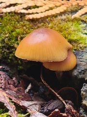 Heimiomyces tenuipes