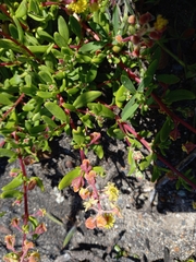 Tetragonia fruticosa