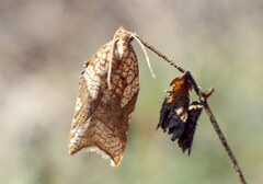 Acleris rhombana