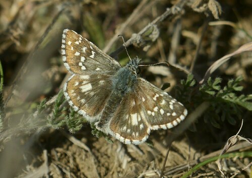 Oberthür's Grizzled Skipper