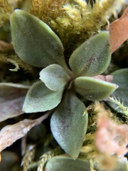 Montia parvifolia