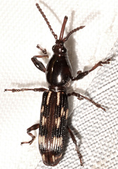 Arrhenodes minutus