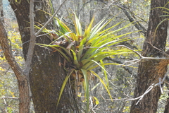 Tillandsia prodigiosa