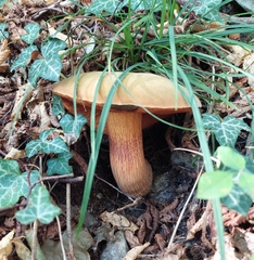 Suillellus luridus