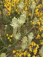 Ptilotus polystachyus