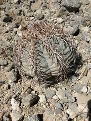 Echinocactus horizonthalonius