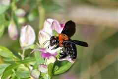 Xylocopa flavorufa