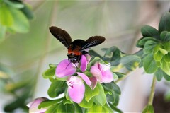 Xylocopa flavorufa