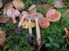 Lactarius aurantiacus