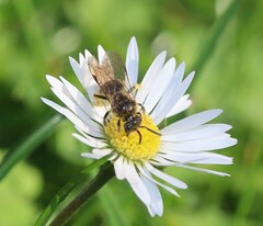Lasioglossum marginatum