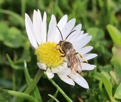Lasioglossum marginatum