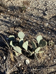 Opuntia basilaris