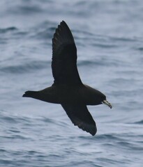 Procellaria aequinoctialis