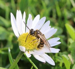 Lasioglossum marginatum