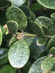 Eurytetranychus buxi