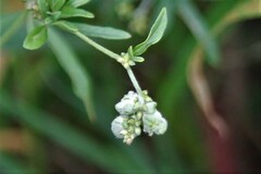 Parthenium hysterophorus