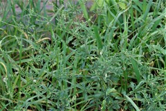 Parthenium hysterophorus