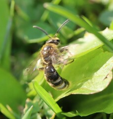 Lasioglossum marginatum