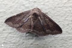 Noctuoidea