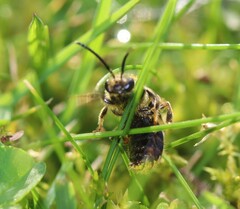 Lasioglossum marginatum