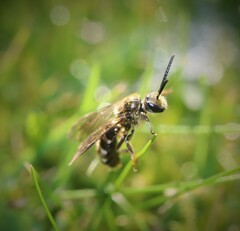 Lasioglossum marginatum
