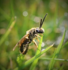Lasioglossum marginatum