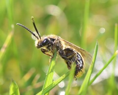 Lasioglossum marginatum