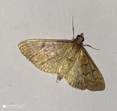 Herpetogramma