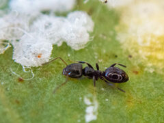 Ochetellus glaber