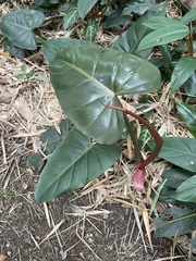 Philodendron