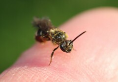 Lasioglossum marginatum