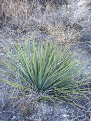 Hesperoyucca whipplei
