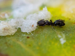 Ochetellus glaber