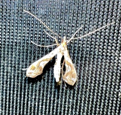 Lineodes