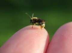 Lasioglossum marginatum