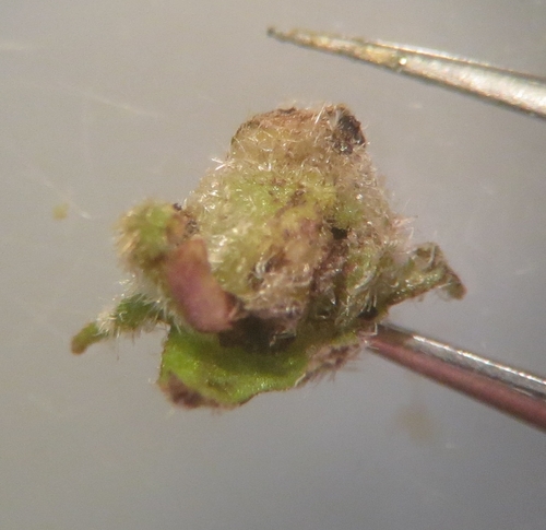Dasineura symphyti