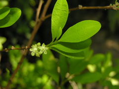 Erythroxylum coca
