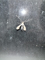Lineodes