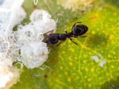 Ochetellus glaber