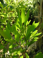 Erythroxylum coca