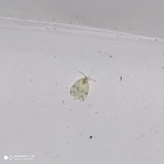 Schistophleps bipuncta