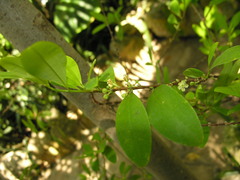 Erythroxylum coca