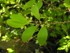 Erythroxylum coca