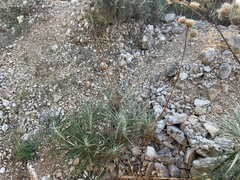 Ptilostemon chamaepeuce