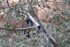 Pycnonotus xanthopygos